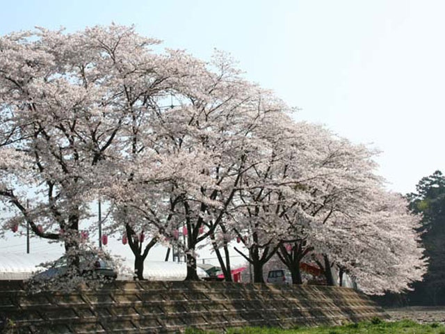 塩田堤の桜の画像 4枚目