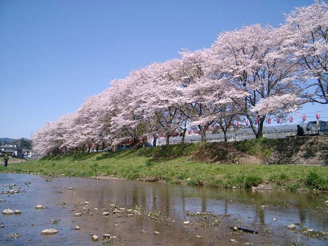 塩田堤の桜の画像 3枚目