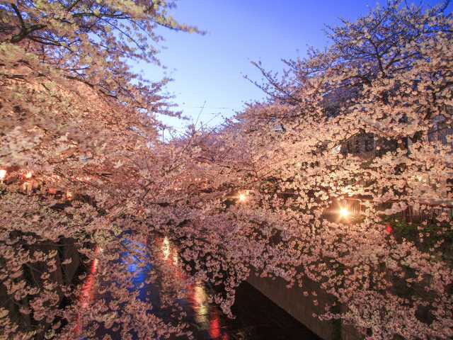 目黒川桜並木
