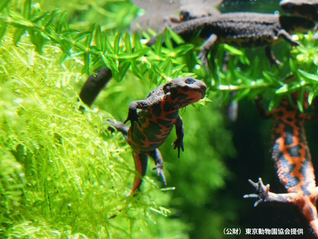 井の頭自然文化園・水生物園(分園)の画像 1枚目