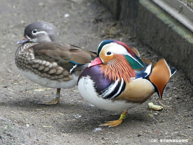 井の頭自然文化園・水生物園(分園)の画像 2枚目