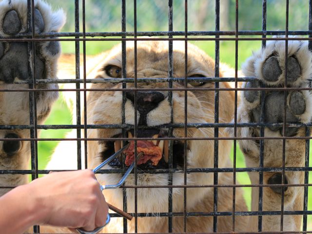 那須サファリパークの画像 4枚目