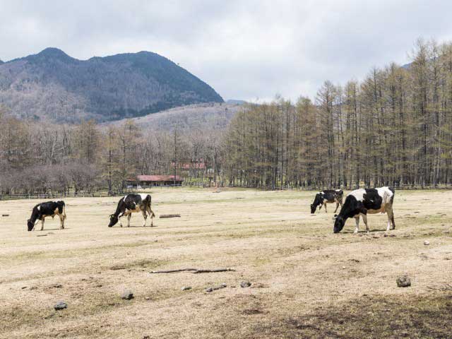 光徳牧場
