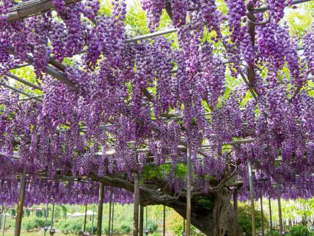 あしかがフラワーパークの画像 2枚目