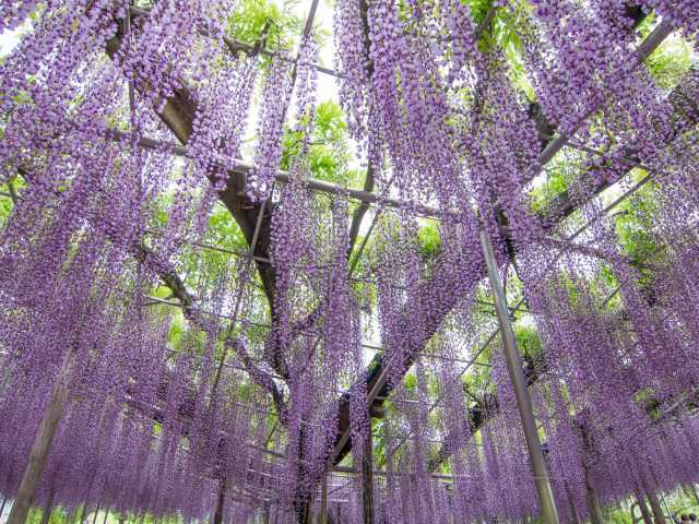 あしかがフラワーパークの画像 1枚目