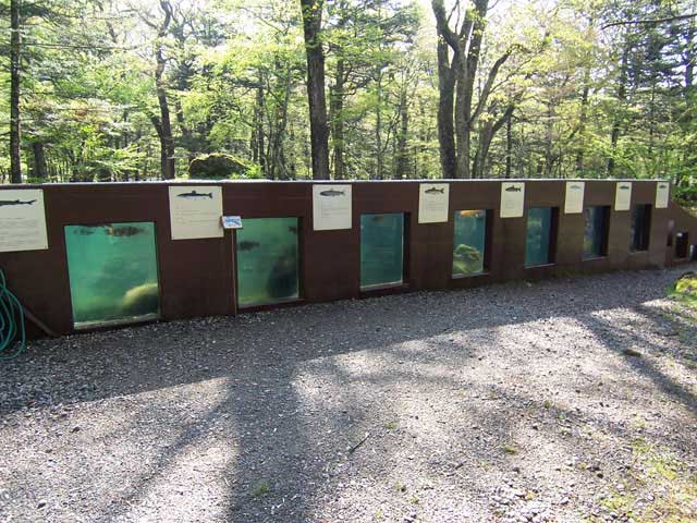 水産研究・教育機構 さかなと森の観察園の画像 4枚目
