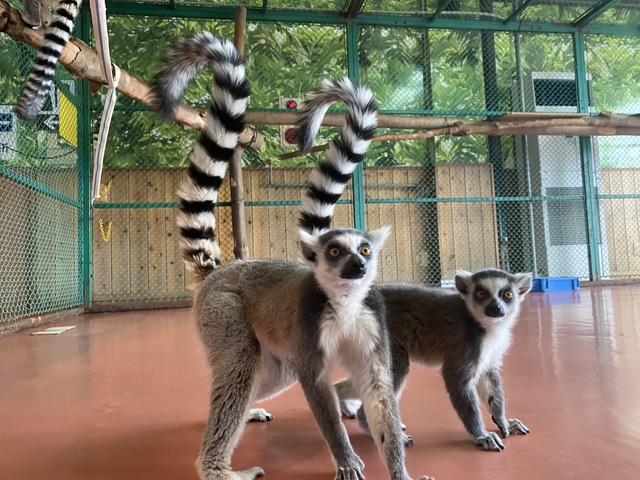 那須ワールドモンキーパークの画像 4枚目