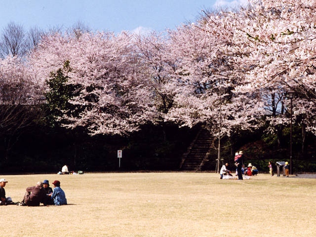 上三川城址公園の桜の画像 1枚目
