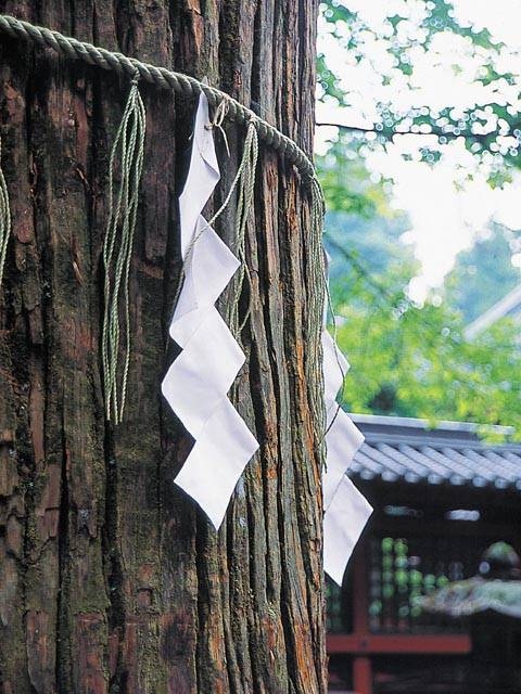 二荒山神社・御神木の画像 4枚目