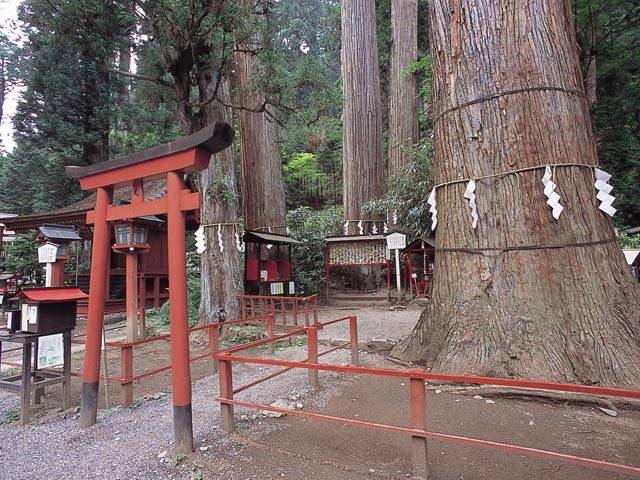 二荒山神社・御神木の画像 3枚目