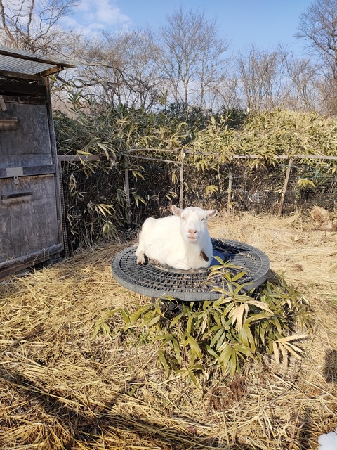 那須たんぽぽ村キャンプ広場の画像 1枚目