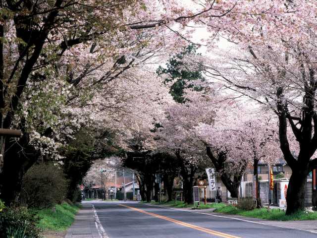日光街道桜並木の画像 1枚目