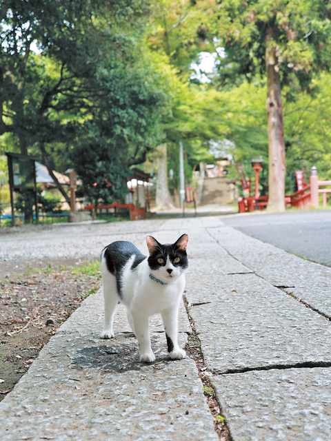 間々田八幡宮の画像 1枚目