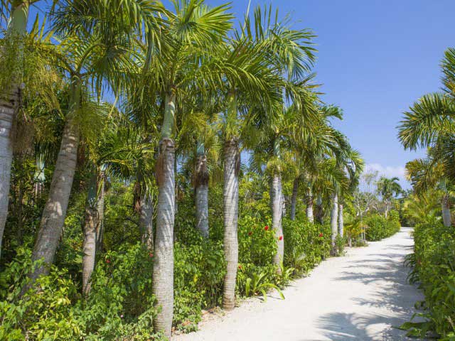 亜熱帯植物楽園 由布島の画像 4枚目