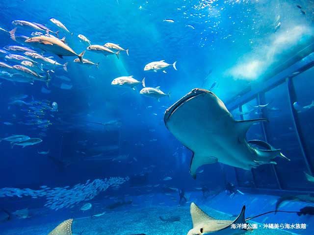 沖縄美ら海水族館