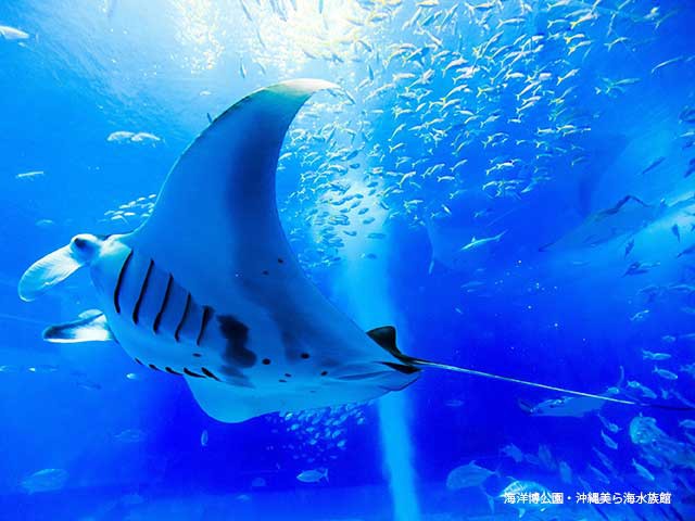沖縄美ら海水族館