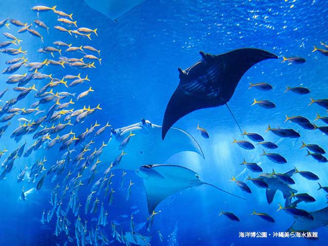 沖縄美ら海水族館の画像 3枚目