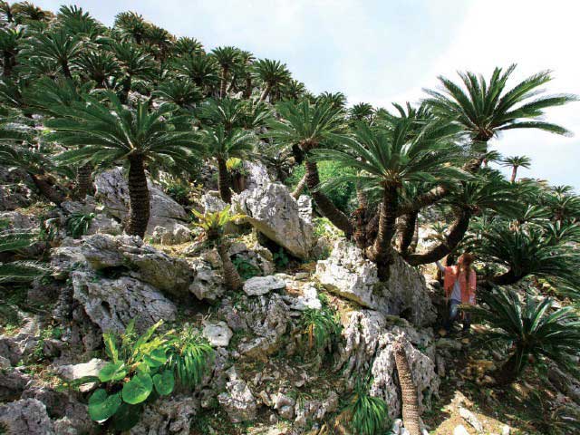 大石林山