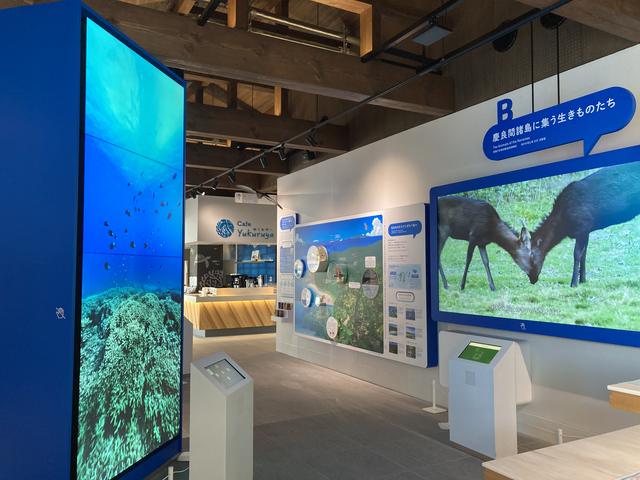 慶良間諸島国立公園の画像 4枚目