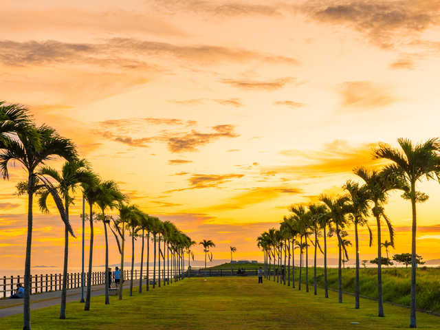 ヤシの木ロードの画像 1枚目