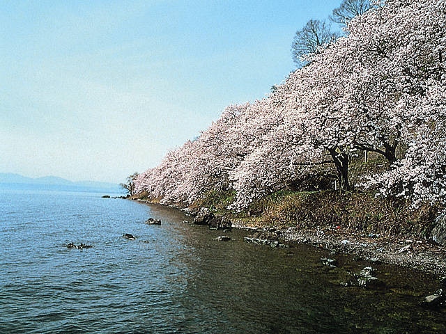 海津大崎の桜の画像 3枚目