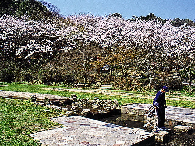 長等公園の桜の画像 1枚目