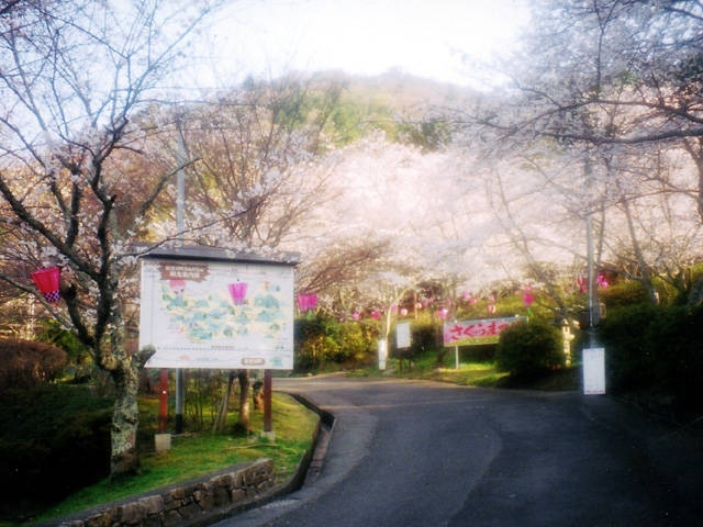 猪子山公園の桜