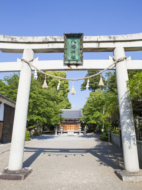 八幡神社の藤