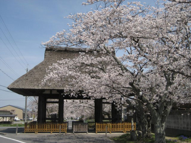 新宮神社の桜の画像 1枚目