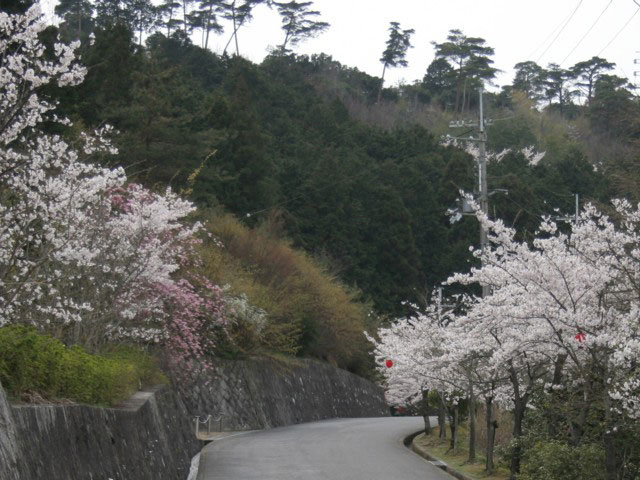 雨山文化運動公園の桜・ツツジの画像 1枚目