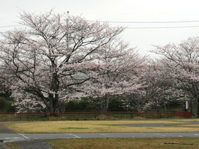 にごり池自然公園の桜