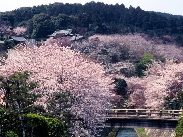 琵琶湖疏水の桜の画像 4枚目
