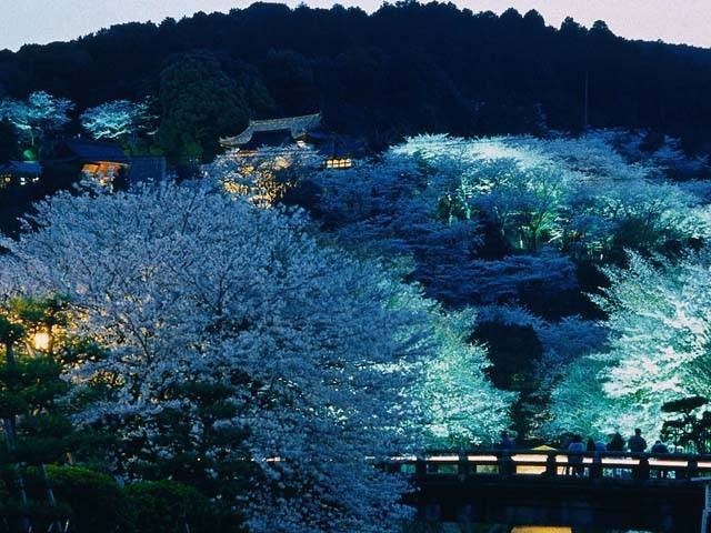 琵琶湖疏水の桜の画像 3枚目