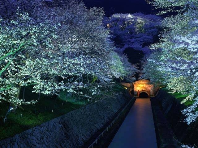 琵琶湖疏水の桜の画像 1枚目