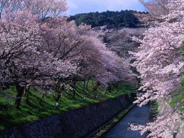 琵琶湖疏水の桜の画像 2枚目