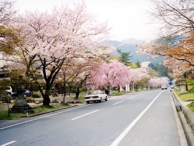 日吉大社付近の桜