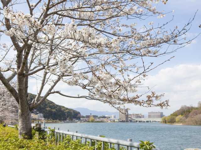 石山寺と瀬田川流域の桜