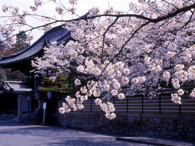 石山寺と瀬田川流域の桜の画像 3枚目