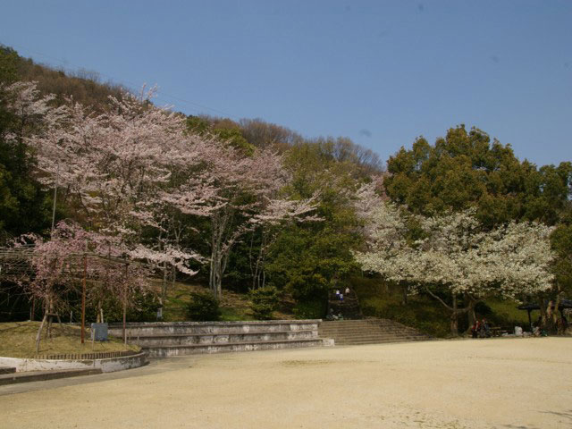 八幡公園の桜の画像 1枚目