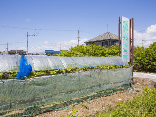 南浜ぶどう生産組合