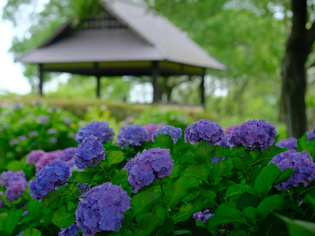 もりやま芦刈園の画像 1枚目