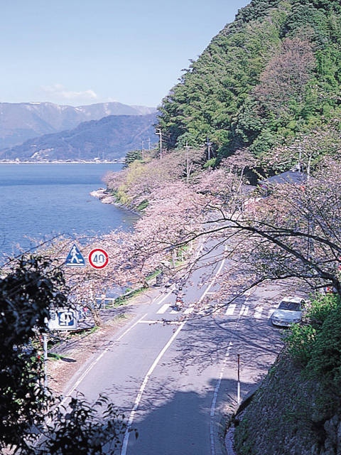 海津大崎の桜の画像 2枚目