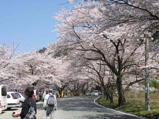 海津大崎の桜の画像 4枚目