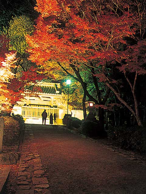 比叡山坂本 秋のライトアップ