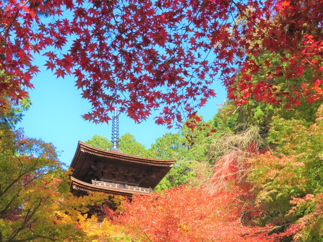 金剛輪寺の画像 1枚目