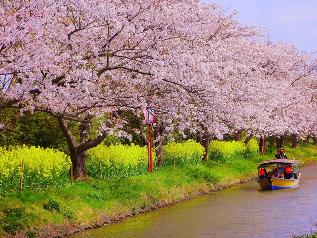 水郷めぐりの画像 1枚目