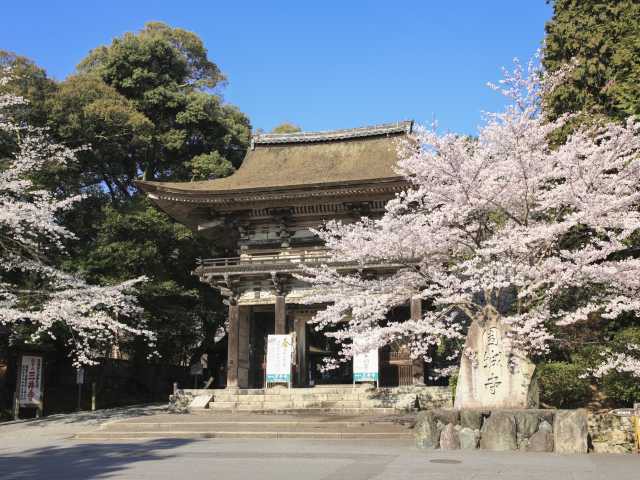 三井寺の桜の画像 1枚目