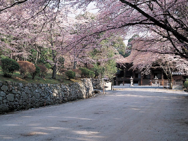 三井寺の桜の画像 2枚目