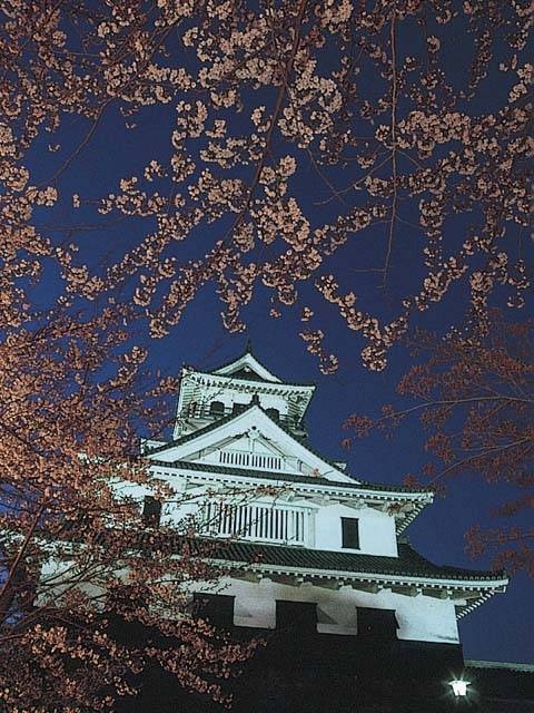 豊公園の桜の画像 1枚目