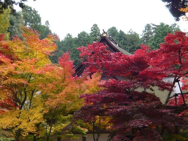 湖東三山のモミジの画像 3枚目